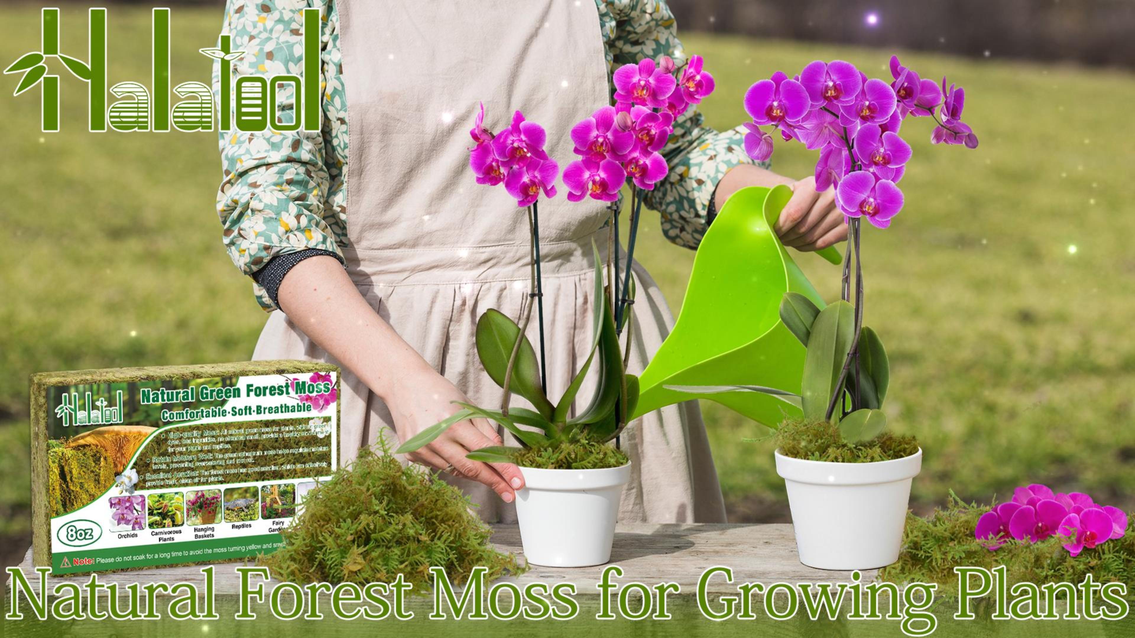 Amazon.com : Halatool 1.1LB Green Forest Moss- 25QT Natural